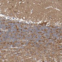 Anti-SYNJ1 antibody produced in rabbit 