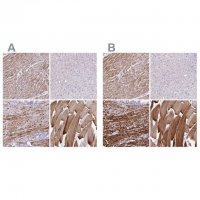 Anti-SYNM antibody produced in rabbit 