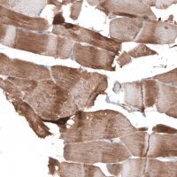 Anti-SYNPO antibody produced in rabbit 