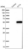 Anti-SYT4 antibody produced in rabbit HPA010574-100UL