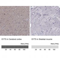Anti-SYT5 