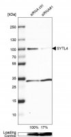 Anti-SYTL4 antibody produced in rabbit