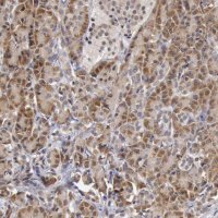 Anti-SYTL4 antibody produced in rabbit