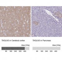 Anti-TAGLN3 antibody produced in rabbit