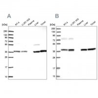 Anti-TALDO1 antibody produced in rabbit HPA048089-100UL