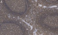 Anti-Talin-1 Antibody, clone 2F8 ZooMAb® Rabbit Monoclonal