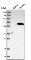 Anti-TAPBPL antibody produced in rabbit 