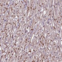Anti-TAZ antibody produced in rabbit 