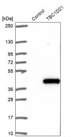 Anti-TBC1D21 antibody produced in rabbit