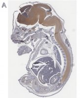 Anti-Tbr2 Antibody, clone 3M12, ZooMAb� Rabbit Monoclonal 