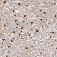Anti-TBX5 antibody produced in rabbit 