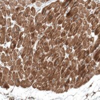 Anti-TCAP antibody produced in rabbit