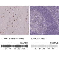 Anti-TCEAL7 antibody produced in rabbit 