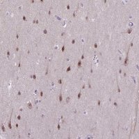 Anti-TCEAL7 antibody produced in rabbit 