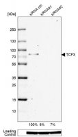 Anti-TCF3 antibody produced in rabbit