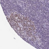 Anti-TCF3 antibody produced in rabbit