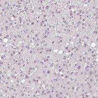 Anti-TCFL5 antibody produced in rabbit 