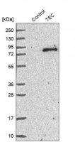 Anti-TEC antibody produced in rabbit 