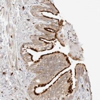 Anti-TEKT2 antibody produced in rabbit 
