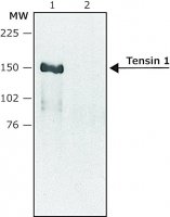 Anti-Tensin 1 (internal) antibody produced in rabbit SAB4200298-200UL