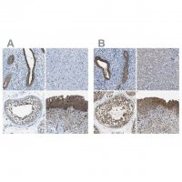 Anti-TES antibody produced in rabbit 