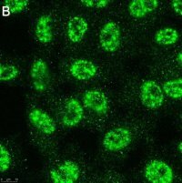 Anti-TET2 Antibody, clone 4L14 ZooMAb® Rabbit Monoclonal
