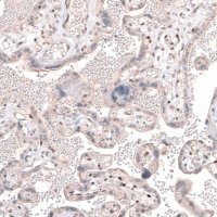 Anti-TET3 antibody produced in rabbit 
