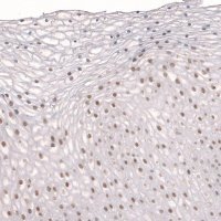 Anti-TET3 antibody produced in rabbit 