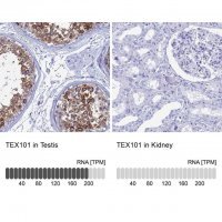 Anti-TEX101 antibody produced in rabbit 