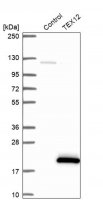 Anti-TEX12 antibody produced in rabbit