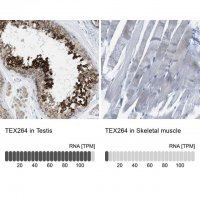 Anti-TEX264 antibody produced in rabbit 