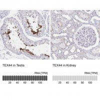 Anti-TEX44 antibody produced in rabbit