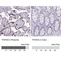 Anti-TFAP2A antibody produced in rabbit 