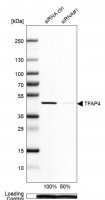Anti-TFAP4 antibody produced in rabbit 