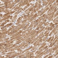 Anti-TFB2M antibody produced in rabbit