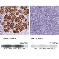 Anti-TFF2 antibody produced in rabbit 