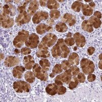 Anti-TFF2 antibody produced in rabbit 