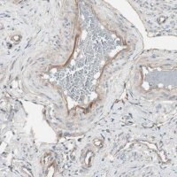 Anti-TFPI antibody produced in rabbit 