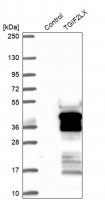 Anti-TGIF2LX antibody produced in rabbit 
