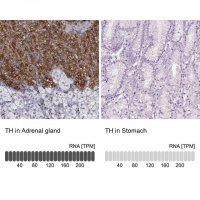 Anti-TH antibody produced in rabbit