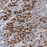 Anti-THAP10 antibody produced in rabbit 