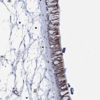 Anti-THAP6 antibody produced in rabbit