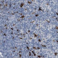 Anti-TIMD4 antibody produced in rabbit