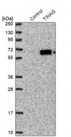 Anti-TINAG antibody produced in rabbit 