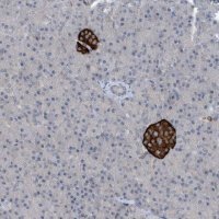 Anti-TINAG antibody produced in rabbit 