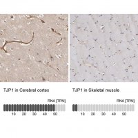 Anti-TJP1 antibody produced in rabbit 