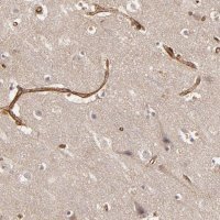 Anti-TJP1 antibody produced in rabbit 