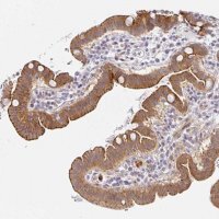 Anti-TJP3 antibody produced in rabbit