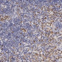 Anti-TLR8 antibody produced in rabbit 