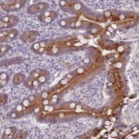 Anti-TMC4 antibody produced in rabbit 
